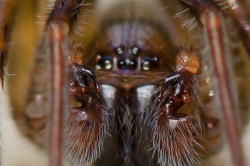 Réf. 298 859 : Amaurobius erberi